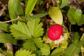 50 Indian Tuttifrutti Strawberry Duchesnea Indica Flower Berry Seeds Fresh Seeds - £11.46 GBP