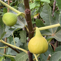 Live Plant Yellow Long Neck Fig Tree Ficus carica - £41.11 GBP