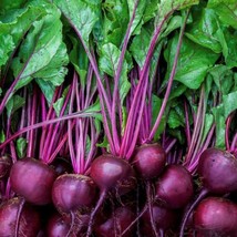 New Early Wonder Beet Seeds Organic Fresh USA Garden - £5.09 GBP