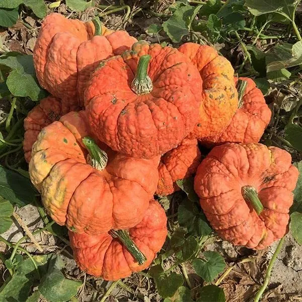 Jester Pumpkin Seeds For Planting (10 Seeds) Salmon Colored Stacker Pump... - $21.92
