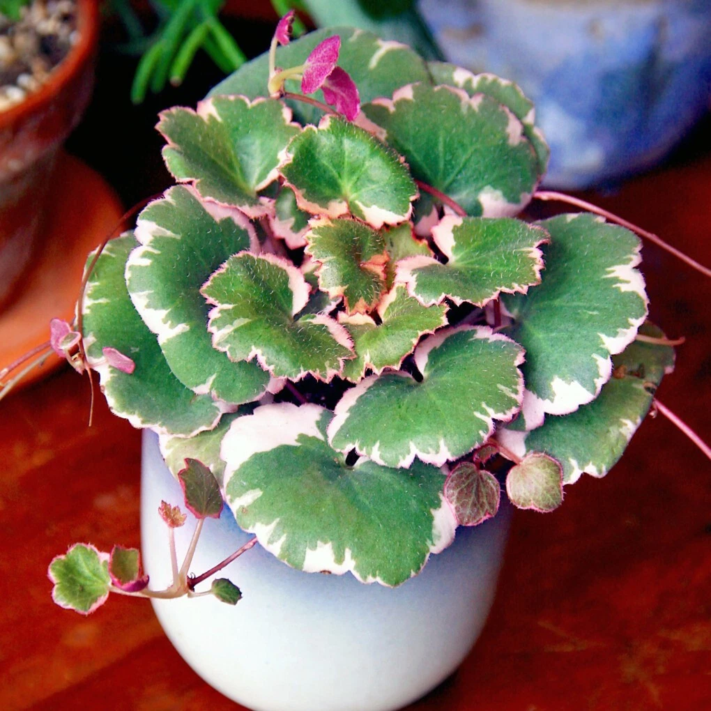 Item image 1