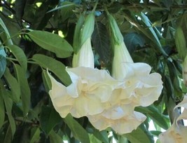 PWO 10 Double White Angel Trumpet Seeds Flower Fragrant Flowers Seed/Ts - £5.66 GBP