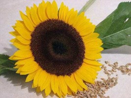 25 Seeds Ebony &amp; Gold Sunflower Helianthus Annuus Flower  - $9.68