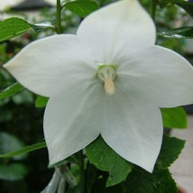 Platycodon Grandiflorus Balloon Flower White Seed New Fresh Seeds - £8.51 GBP