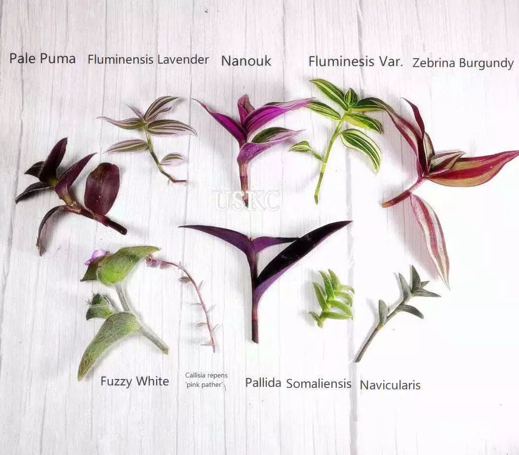 Wandering Jew Leave cutting Tradescantia/Callisia - €17,75 EUR