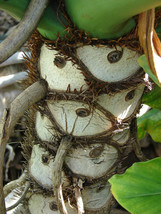 USA Lacy Tree Philodendron Split Leaf Cutleaf Selloum House Plant 15 Seeds - £8.69 GBP