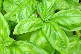 USA SELLER Italian Large Leaf Basil 25 Seeds Great For Cooking Fresh New - $18.48