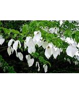 Davidia Involucrata Hardy Dove Tree, Handkerchief or Ghost Tree, 10 Seed - $14.99