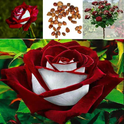 Osiria Ruby Rose Flower Seeds Home Garden Decor Plant Beamy 25 Pcs Red White Fre - £10.16 GBP