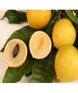 Lucuma Nervosa Egg Yolk Fruit Plants, 10 Seeds D - $28.35
