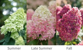 LIMELIGHT PRIME~~Hydrangea Starter Plant~~Lime, White, Pink &amp; Magenta~~Please se - £791.93 GBP