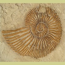 Stencil Large Ammonite Fossil, Raised plaster stencils for walls, etc - £19.71 GBP
