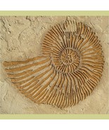 Stencil Large Ammonite Fossil, Raised plaster stencils for walls, etc - £19.94 GBP