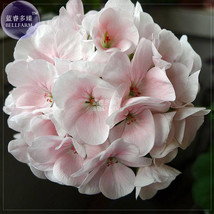 BELLFARM Geranium White to light pink Hydrangea typed Bonsai Flowers  10 seeds/p - $5.67