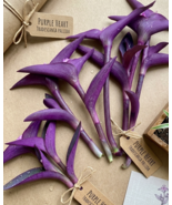 10 Fresh Green Wandering Jew Cuttings - Fast Growing! - $26.99