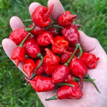 Mini Carolina Reaper Purple Red Pepper Seeds Gardening USA Shipping - £10.31 GBP