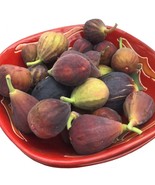 Fignomenal Dwarf Fig Tree – Dwarf Fig Plant – Self Fertile - $25.36