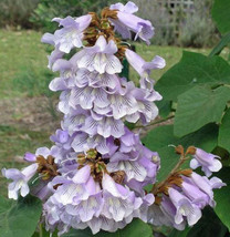 FREE SHIPPING Paulownia fortunei Dragon Tree Fortunes Empress Sapphire 100 Seeds - £14.17 GBP