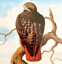 Red Tailed Hawk Art Print Color Plate Birds Of Prey Vintage Nature 1979 ... - £27.32 GBP