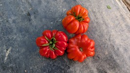 Costoluto Genovese Heirloom Tomato Seeds – Rich Italian Flavor, 75 Days - $3.33+