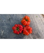 Costoluto Genovese Heirloom Tomato Seeds – Rich Italian Flavor, 75 Days - $61.18 MXN+