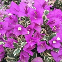 Well Rooted **BLUEBERRY ICE** VARIEGATED Bougainvillea starter/plug plan... - $24.99