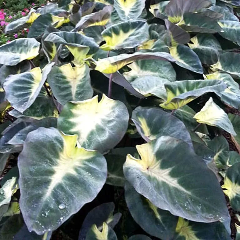 Colocasia esculenta~Tropical Storm Elephant Ear Live Plant 10 Inches Tall  - $30.80