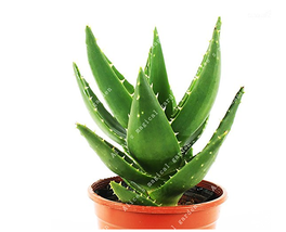 100 Seeds China Aloe Vera Succulent Plant Herbs Tree Mini Flower Bonsai Plants G - $10.87