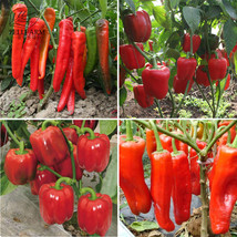 Red Long Sharp Sweet Bell Pepper 20 Seeds Organic Fresh Seeds for Planting - £9.25 GBP