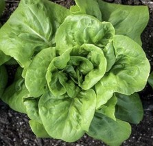 FRESH Buttercrunch Butterhead Lettuce Seeds | Heirloom | Organic | Sweet | Crisp - £9.79 GBP