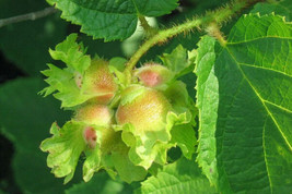 5 Seeds American Hazelnut Tree Aka Filbert Corylus Americana Fruit Nut F... - $17.98