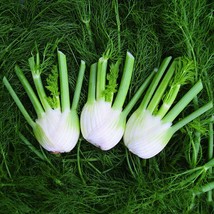 Fennel Seeds – Florence HEIRLOOM 300+ Seeds, 100% Organic, Non GMO Grown... - $4.29
