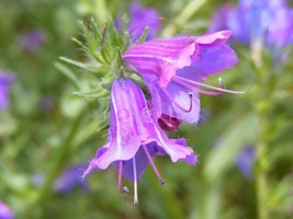 BPA 25 Seeds Rose Viper&#39;S Bugloss Pink Echium Plantagineum Rose Bedder FlowerFro - £7.89 GBP