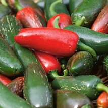 Early Jalapeno Pepper Seeds Hot Organic US Fast Shipping - $1.98