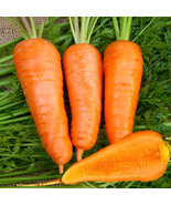 Chantenay Red Cored Carrot Growing Planting Root Vegetable Easy To Grow Garden U - $12.89