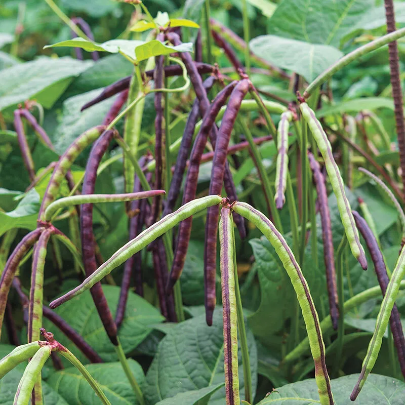 15 Fresh Seeds Top Pick Pinkeye Purple Hull Pea - £7.73 GBP
