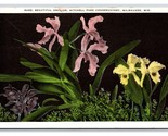 Orchids in Mitchell Park Conservatory Milwaukee Wisconsin WI WB Postcard V3 - $2.92