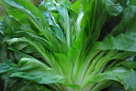 Sugar Loaf Endive Seeds, NON-GMO, Blonde of Paris, Blanching Escarole, F... - $35.99 MXN+