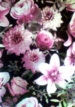 Utopia Midnight Rose Wallpaper - £20.95 GBP