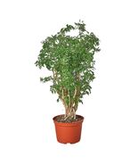 Aralia Ming Stump Plant-6&quot; Pot - $37.76 CAD