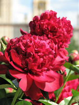 5 Garden Peony Paeonia Lactiflora Red Pink White Mix Chinese Peony Flower Seeds  - £12.14 GBP