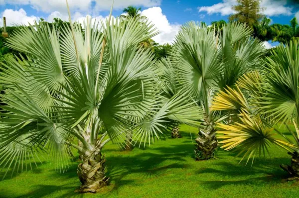 Mexican Fan Palm Tree Seeds, Washingtonia Robusta, Mexican Washingtonia, 15 Prem - £14.85 GBP