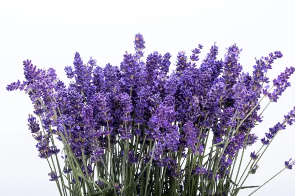 300 Italian Lavender Lavandula Angustifolia Blue Purple Flower Herb Seed... - $8.00