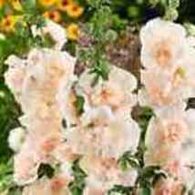 Majorette Blush Hollyhock Flower Seeds 6 Seeds - £8.02 GBP