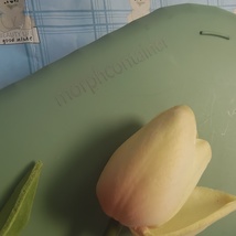  morphcontainer lunch boxes, Flexible and Durable​ image 5