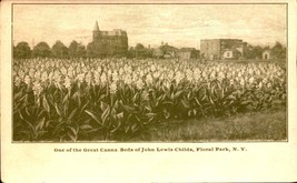 Udb POSTCARD-ONE Of John Lewis Child&#39;s Great Canna Beds, Floral Park, Ny BK56 - £4.73 GBP
