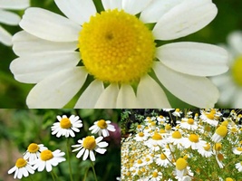 2000+Common German CHAMOMILE Flower Herb Tea Seeds Garden Container Easy - £10.39 GBP