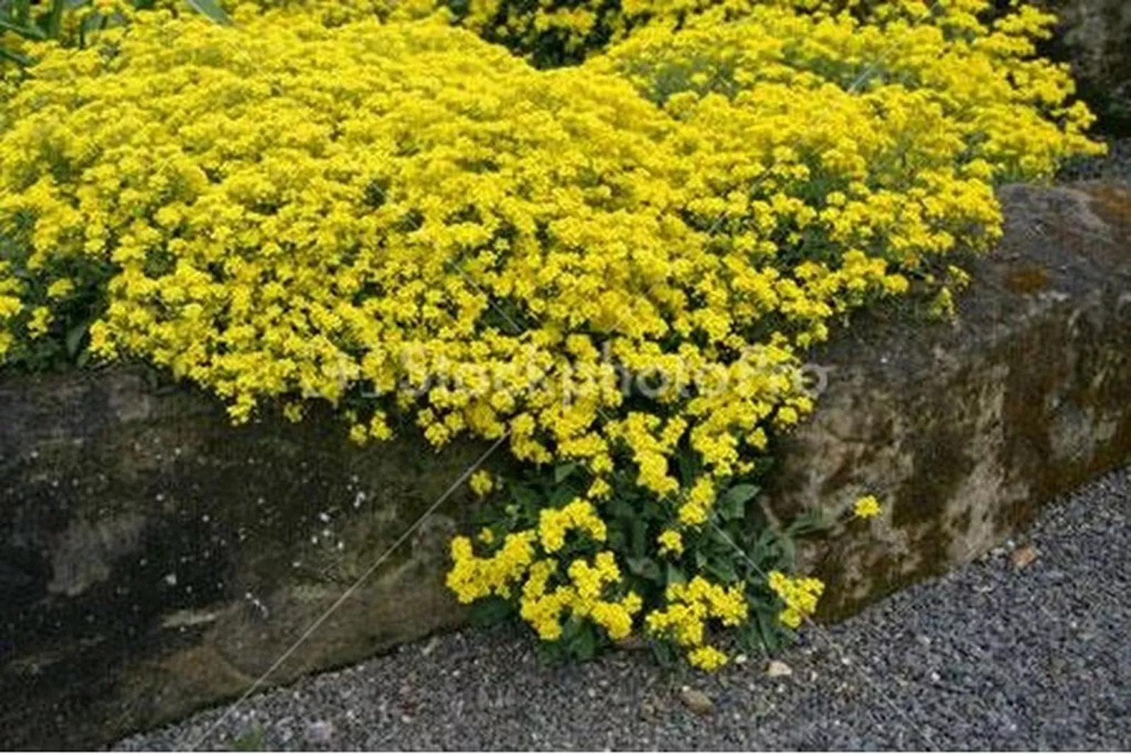 Flower Alyssum Yellow Or Gold 100 Seeds - £7.66 GBP