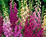 Foxglove Digitalis Excelsior Mix 1,000 Seeds Non-Gmo Fast Shipping - $7.99