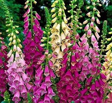 Foxglove Digitalis Excelsior Mix 1,000 Seeds Non-Gmo Fast Shipping - £6.27 GBP